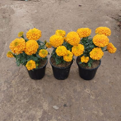 Buy Set of 3 - Marigold (any colour) in 5 Inch Plastic Pot Online | Urvann.com