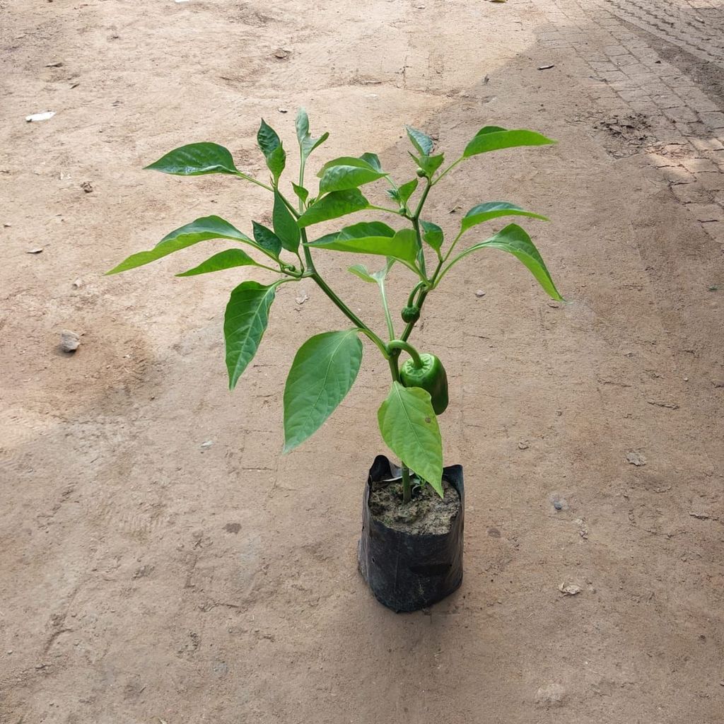 Capsicum / Shimla Mirchi in 4 Inch Nursery Bag