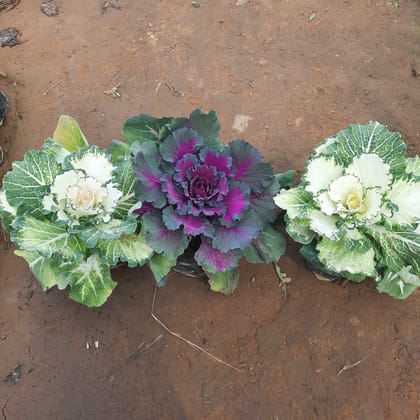 Buy Set of 3 - Kale (2 White & Purple) in 4 Inch Nursery Bag Online | Urvann.com