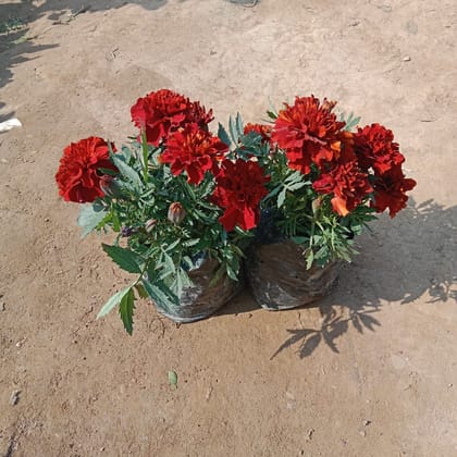 Buy Set of 2- Marigold Red in 4 Inch Nursery Bag Online | Urvann.com