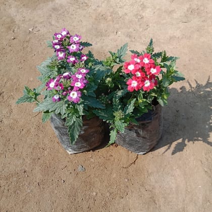 Buy Set of 2 -  Verbena (Pink & Purple) in 4 Inch Nursery Bag Online | Urvann.com