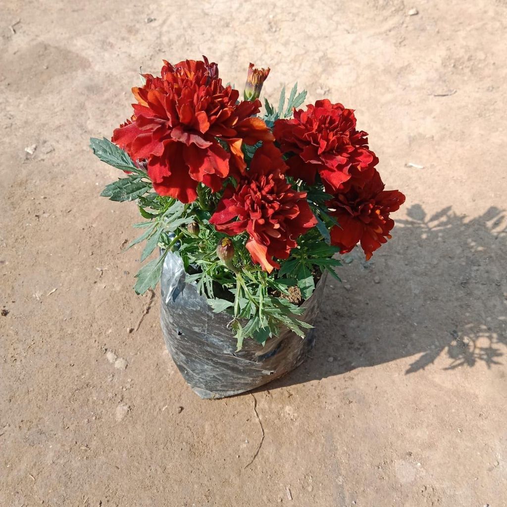 Marigold Red in 4 Inch Nursery Bag