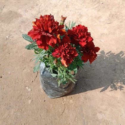 Buy Marigold Red in 4 Inch Nursery Bag Online | Urvann.com