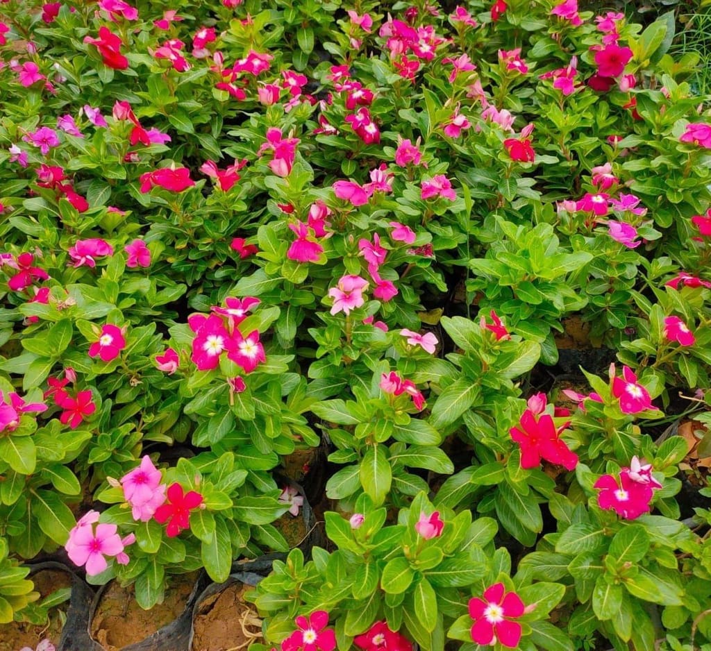 Sadabahar / Vinca / Periwinkle (any colour) in 4 Inch Nursery Bag