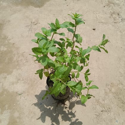 Buy Mint / Pudina Plant in 4 Inch Nursery Bag Online | Urvann.com