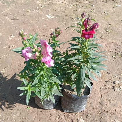 Buy Set of 2 - Dog Flower (any colour) in 4 Inch Nursery Bag Online | Urvann.com