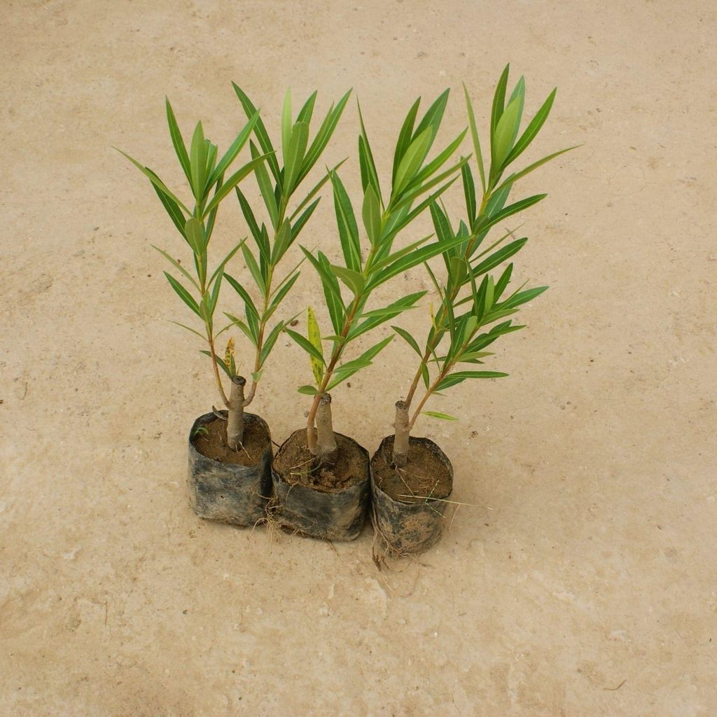 Set of 3 - Kaner / Oleander (any colour) in 4 Inch Nursery Bag