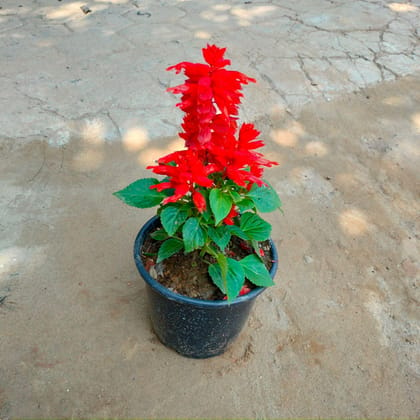 Salvia (any colour) in 6 Inch Nursery Pot