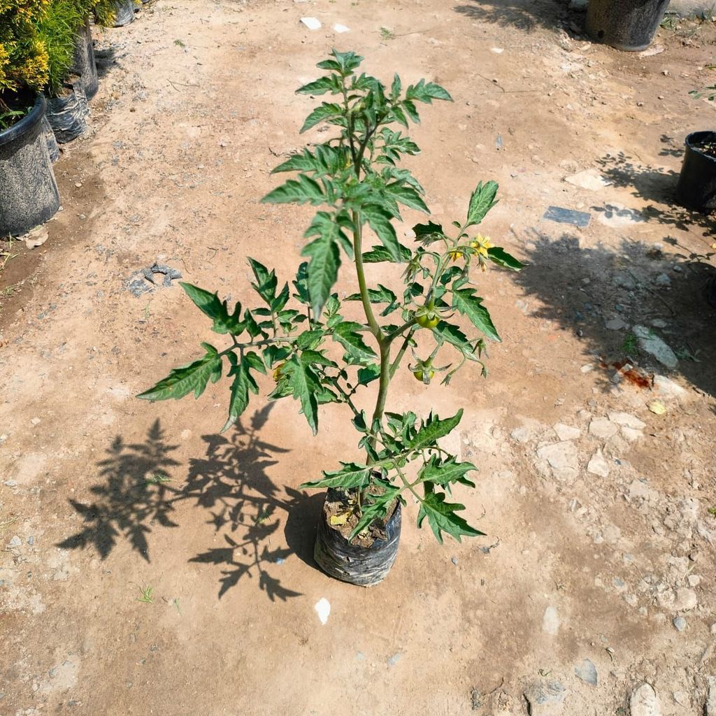 Tomato Plant in 4 Inch Nursery Bag