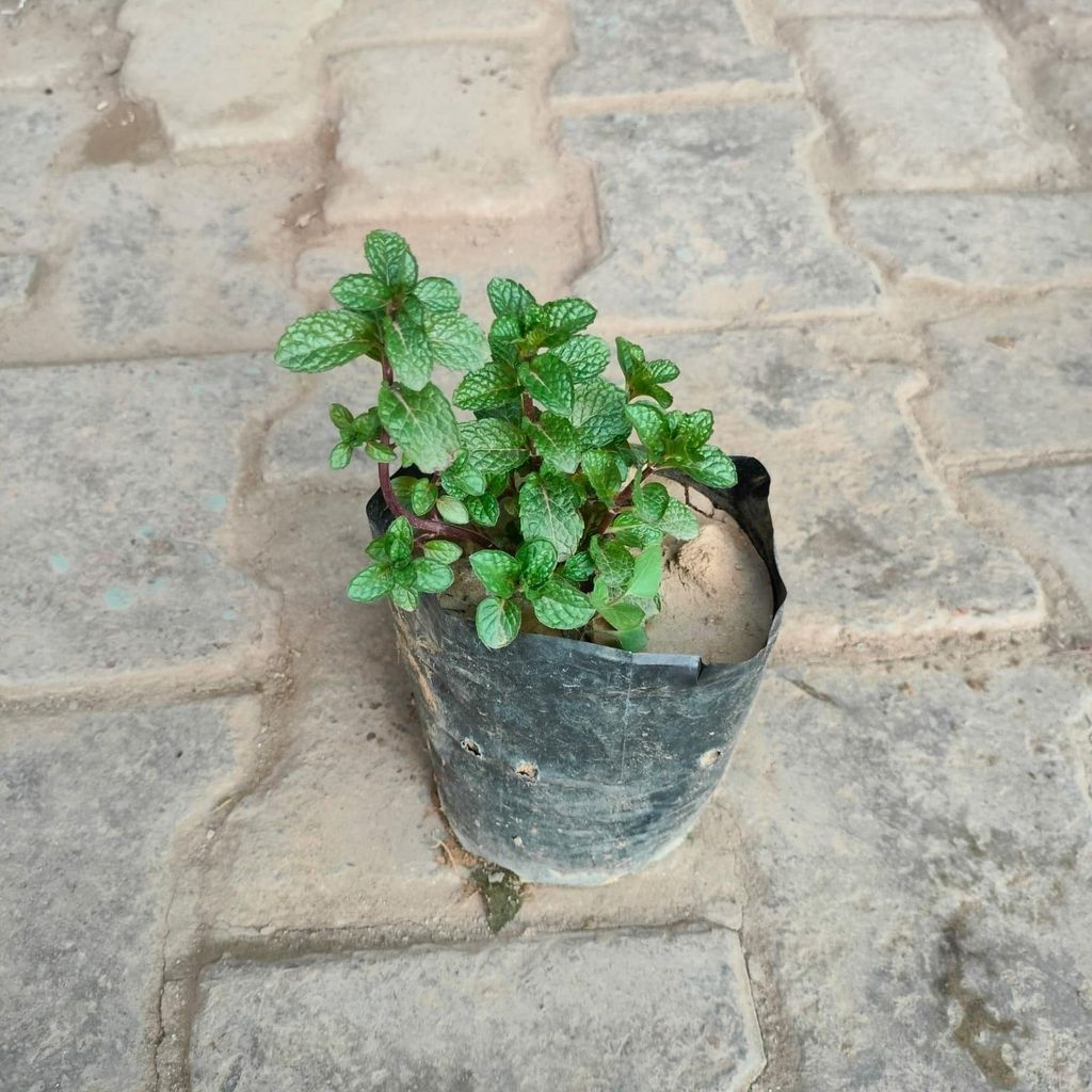 Mint in 4 Inch Nursery Bag