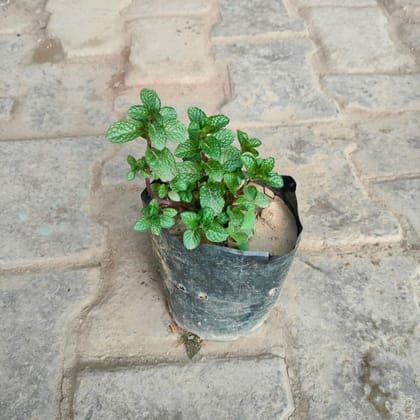 Buy Mint in 4 Inch Nursery Bag Online | Urvann.com