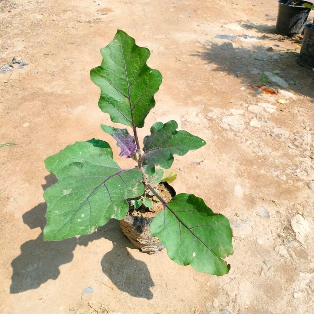 Bagain / Brinjal / Eggplant in 4 Inch Nursery Bag