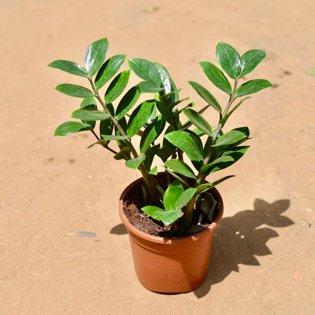 Zz Plant in 5 Inch Nursery Pot