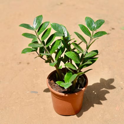 Buy Zz Plant In 5 Inch Plastic Pot Online | Urvann.com