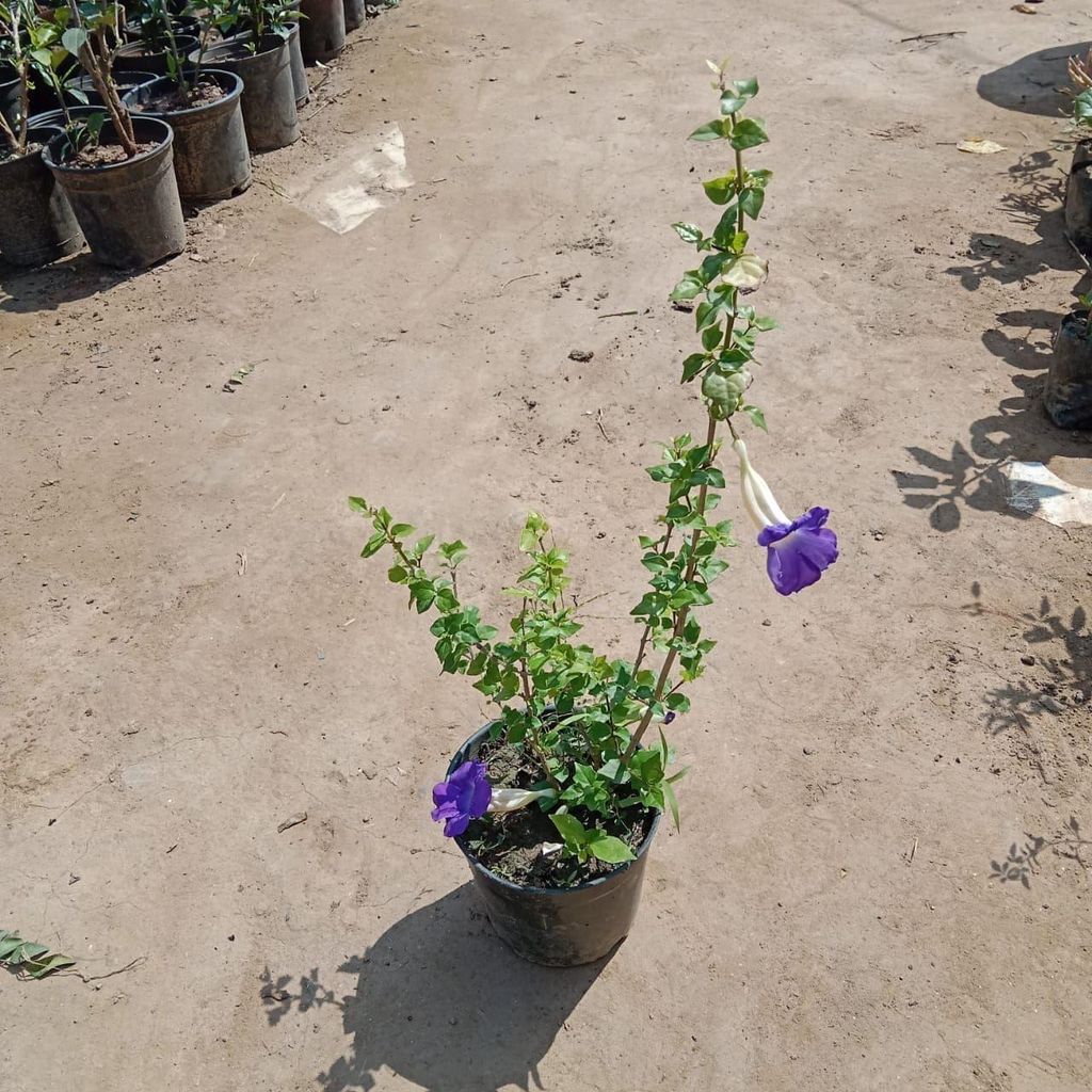 Neelkanth in 5 Inch Nursery Pot