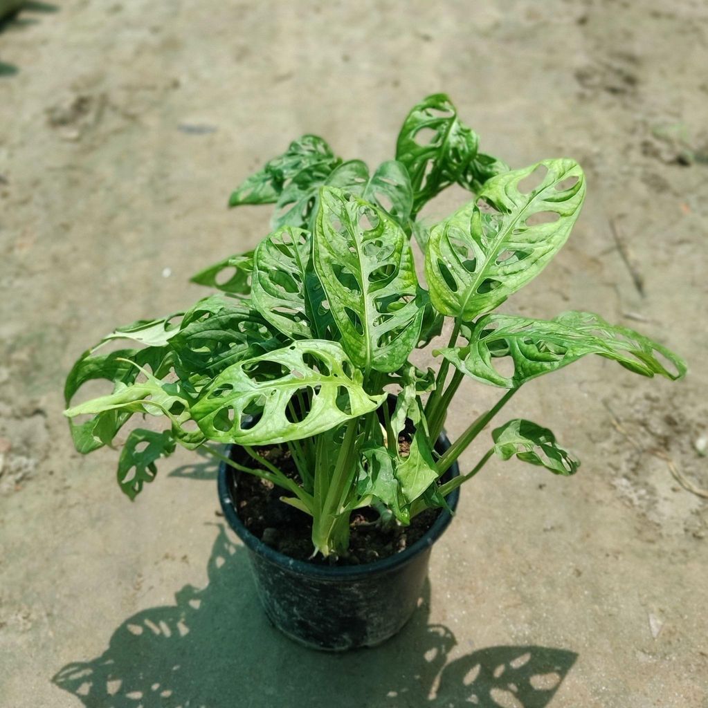 Monstera Adansoni / Broken Heart in 6 Inch Nursery Pot