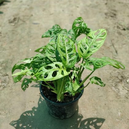 Buy Monstera Adansoni / Broken Heart in 6 Inch Plastic Pot Online | Urvann.com