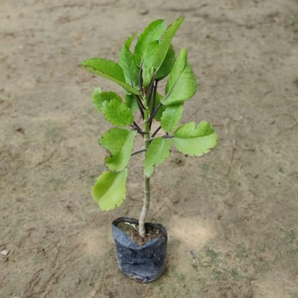 Buy Patharchatta Medicinal Plant in 4 inch Nursery Bag Online | Urvann.com