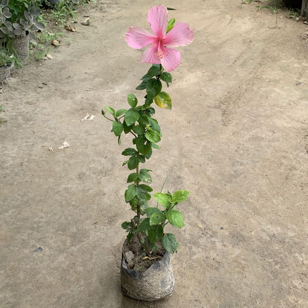 Desi Pink Hibiscus / Gudhal in 8 Inch Nursery Bag