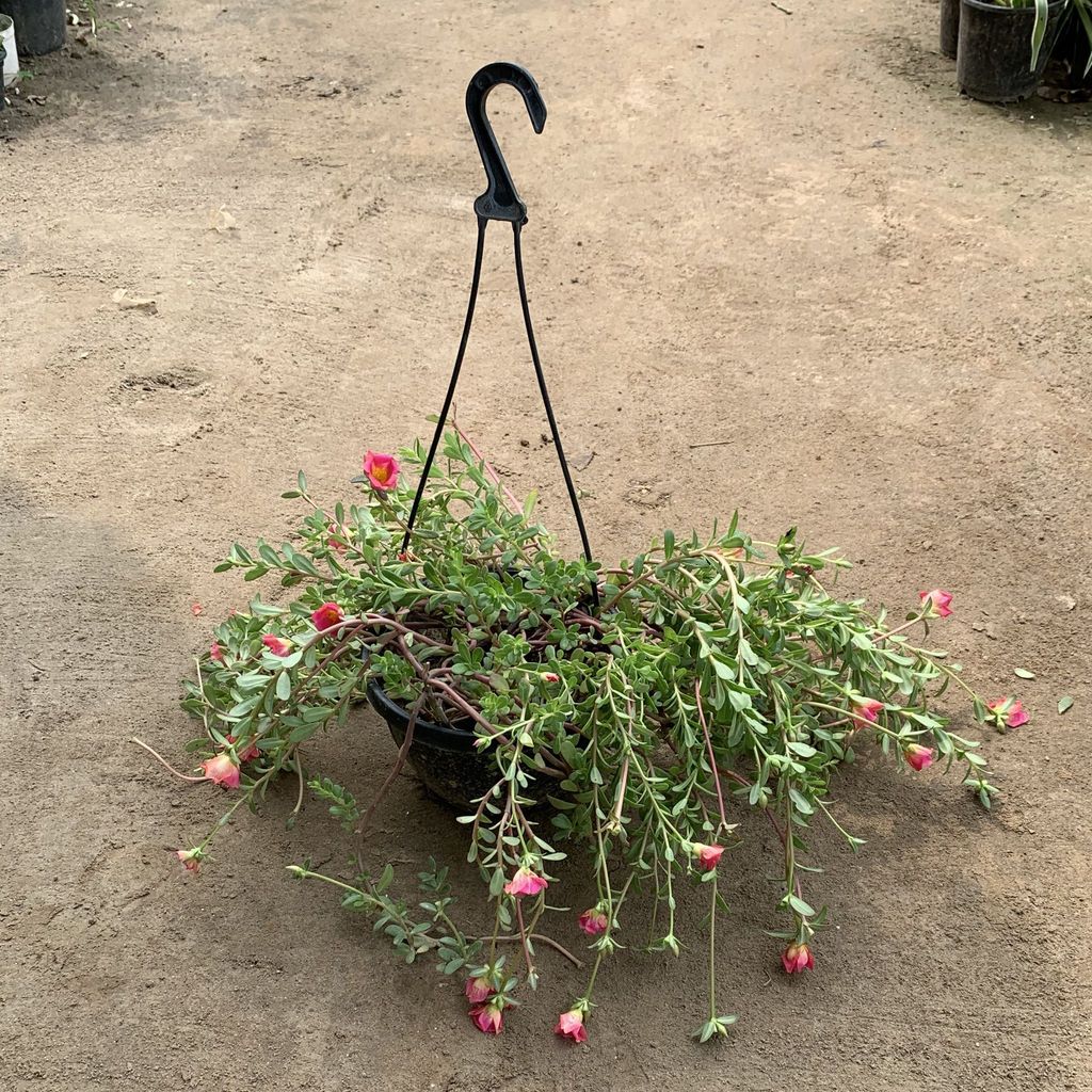 Kulfa/Portulaca/Moss Rose any colour in 7 Inch Basket