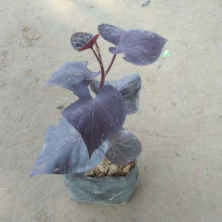Ipomoea / Sweet Potato Vine Black in 4 Inch Nursery Bag