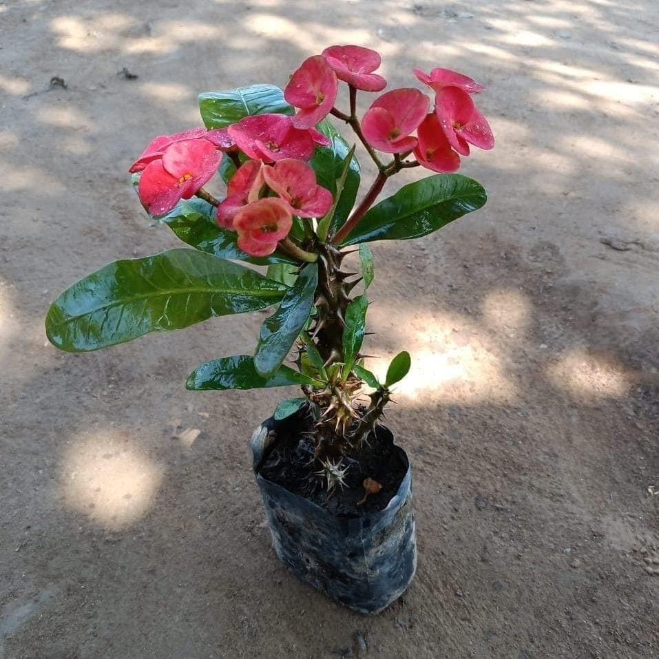 Pink Euphorbia Milli in 4 Inch Nursery Bag