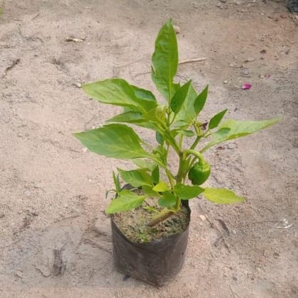 Capsicum in 4 Inch Nursery Bag