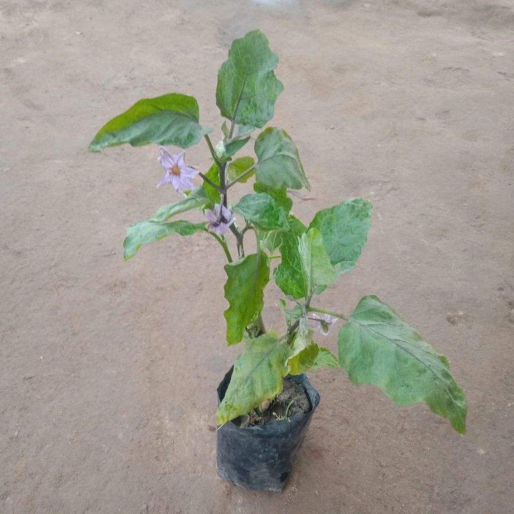 Brinjal in 4 Inch Nursery Bag