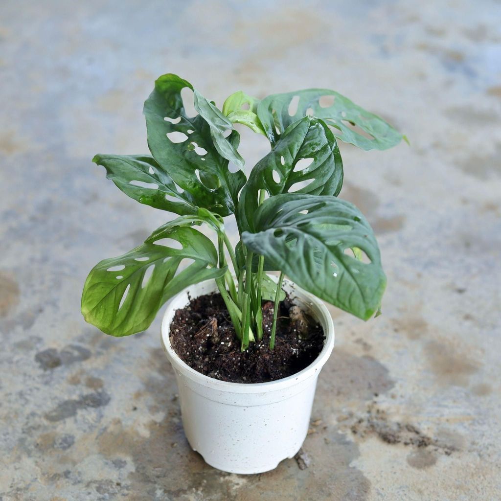 Monstera / Broken Heart in 4 Inch White Nursery Pot