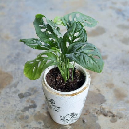 Monstera / Broken Heart in 4 Inch Ceramic Pot (Any Design,Colour)