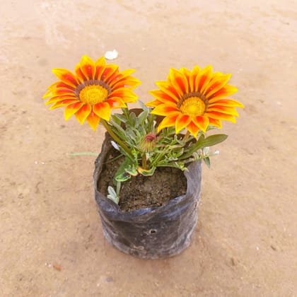 Gazania (any colour) in 4 Inch Nursery Bag