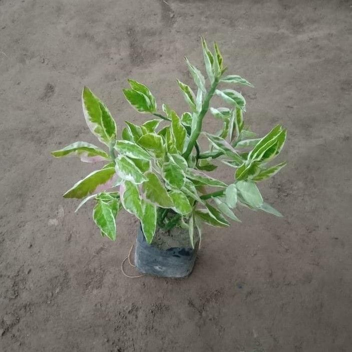 Pedilanthus / Devil's backbone Variegated in 4 Inch Nursery Bag