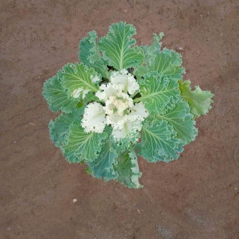 Kale White in 4 Inch Nursery Bag