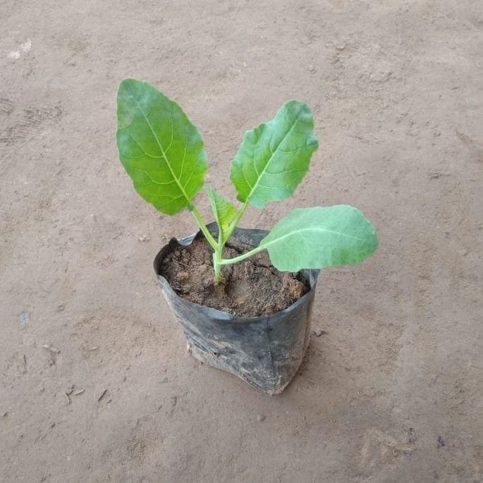 Cauliflower / Gobhi plant in 4 Inch Nursery Bag