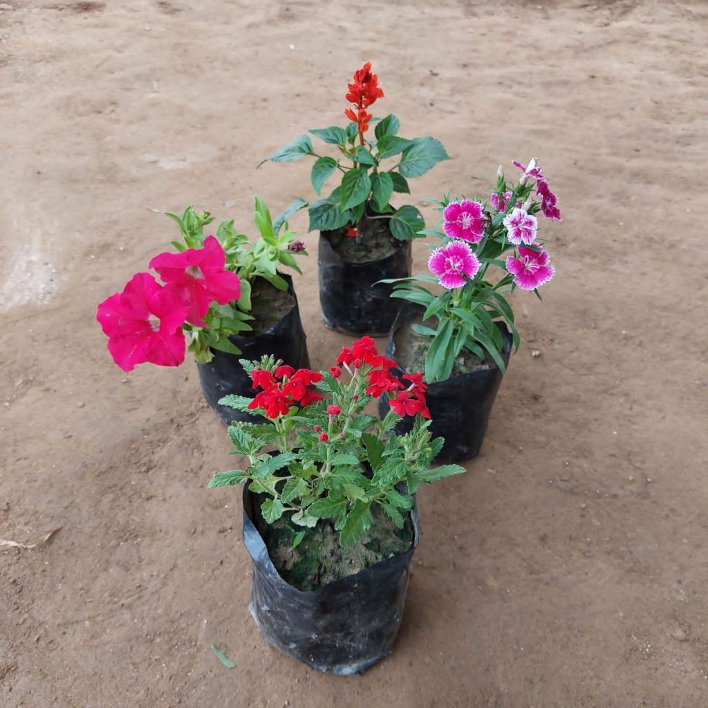 Set of 4 - Winter Flowers (Dianthus, Petunia, Verbena & Salvia) (any colour) in 4 Inch Nursery Bag