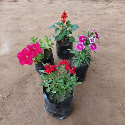 Set of 4 - Winter Flowers (Dianthus, Petunia, Verbena & Salvia) (any colour) in 4 Inch Nursery Bag