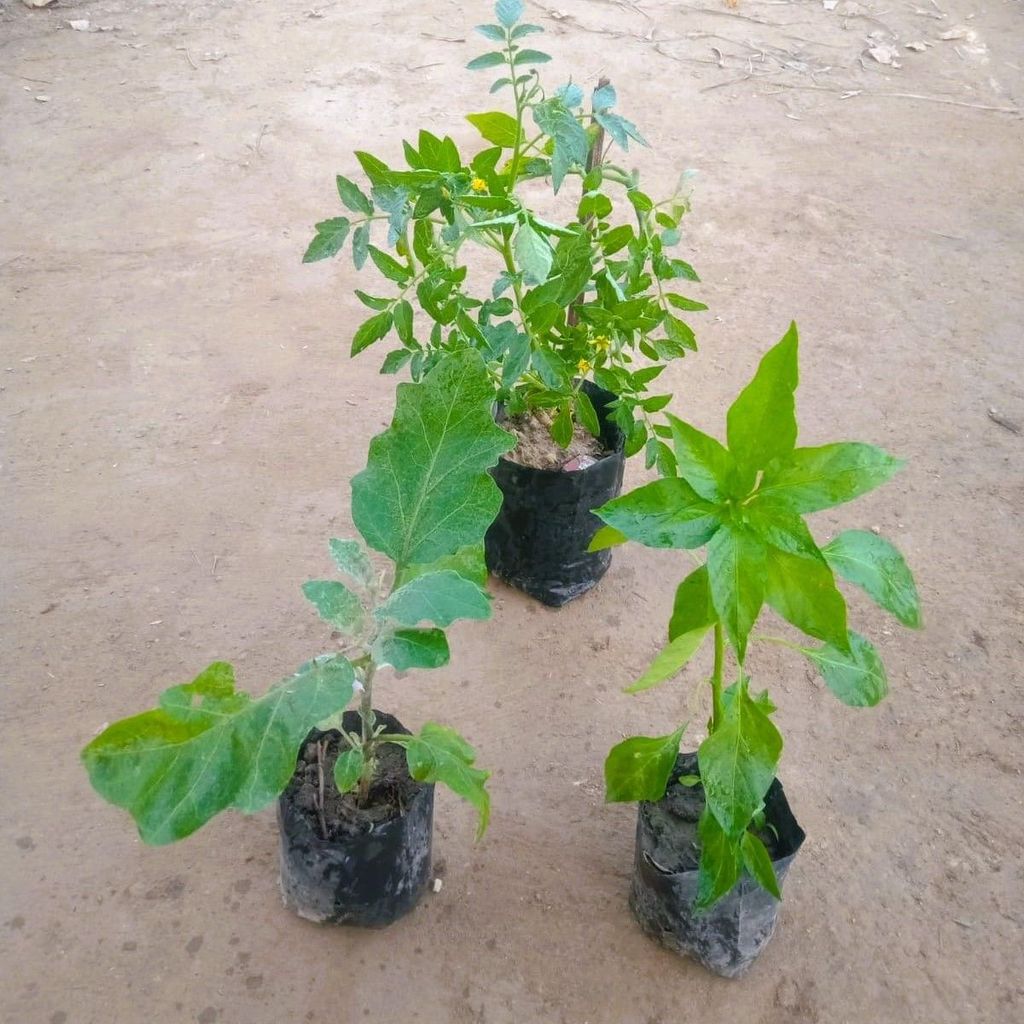 Set of 3 - Brinjal, Tomato & Green Chilli in 4 Inch Nursery Bag