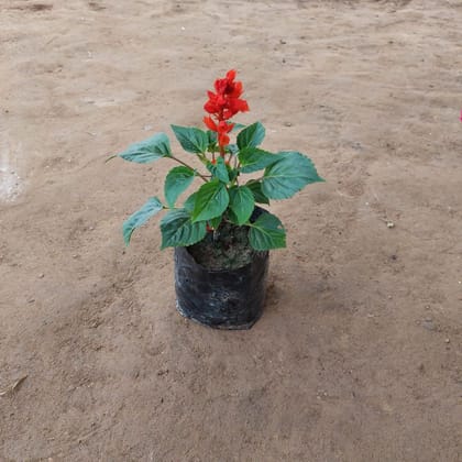 Salvia Red in 4 Inch Nursery Bag