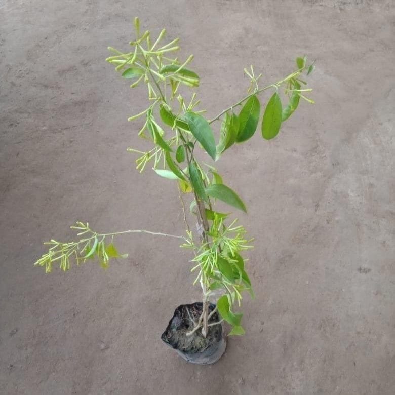 Raat ki Rani / Night Blooming Jasmine in 5 Inch nursery bag