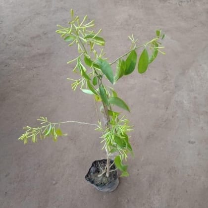 Buy Raat ki Rani / Night Blooming Jasmine in 5 Inch nursery bag Online | Urvann.com