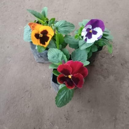 Buy Set of 3 - Pansy (any colour) in 4 Inch nursery bag Online | Urvann.com