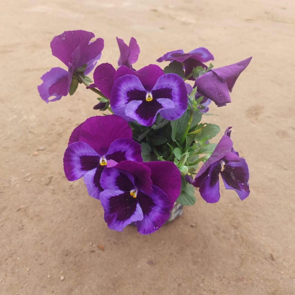 Pansy (any colour) in 5 Inch Nursery Pot