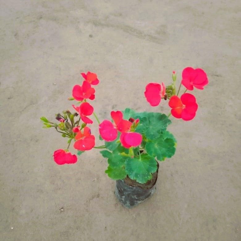 Geranium (any colour) in 6 Inch Nursery pot