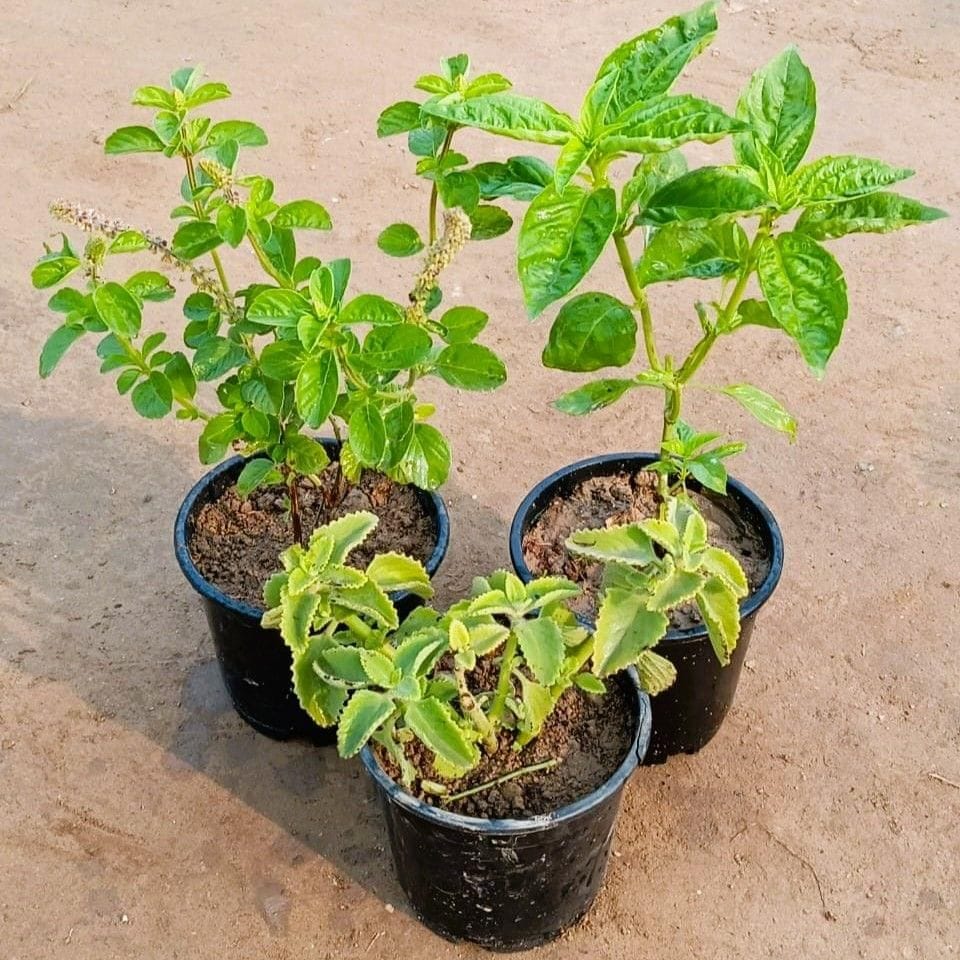 Medicinal Plants Combo - Set of 3 - Kapoor / Kedarnath Tulsi, Thai Basil and Ajwain plant in 6 Inch Nursery Pot