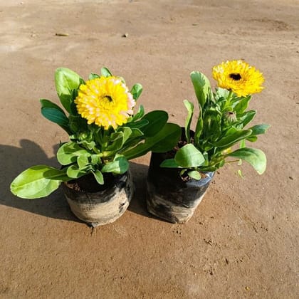 Buy Set of 2 - Calendula (any colour) in 4 Inch Nursery Bag Online | Urvann.com