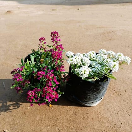 Set of 2 - Alyssum (White & Purple) in 4 Inch Nursery Bag