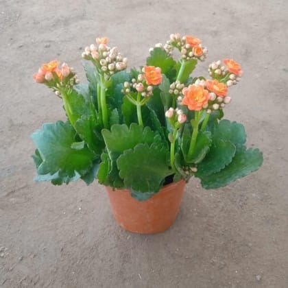 Kalanchoe Hybrid Any color in 6 Inch Nursery Pot