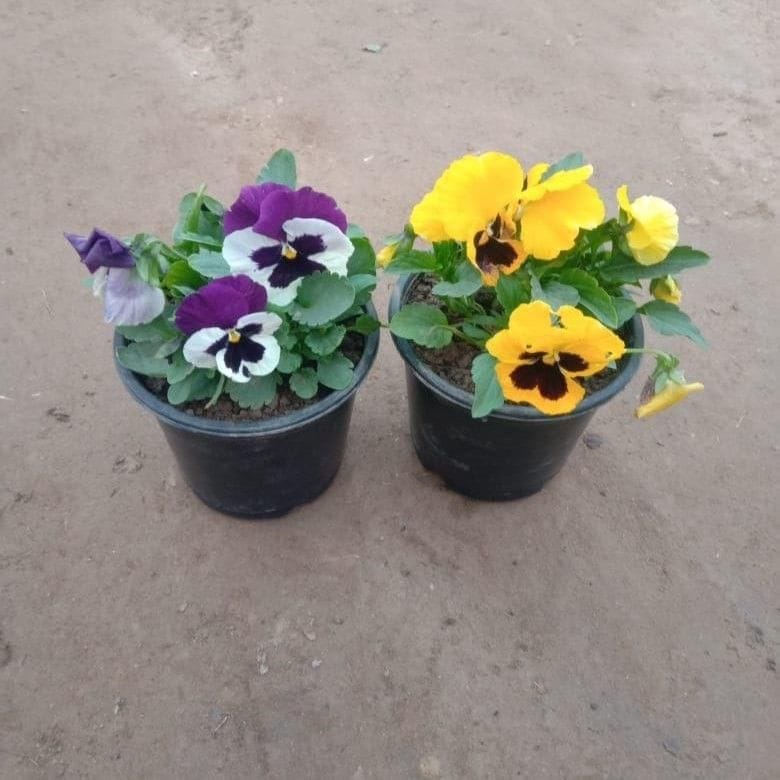 Set of 2 - Pansy (any colour) in 5 Inch Nursery Pot