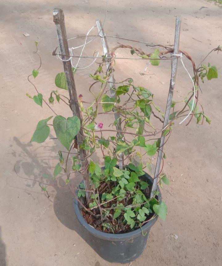 Morning Glory Vine Pink/purple in 8 Inch Nursery Pot