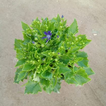 Buy Cineraria Dwarf (any colour) in 6 Inch Nursery Pot Online | Urvann.com